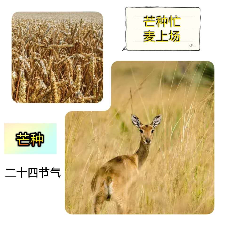 芒種 | 持之以恒的辛勞，才會(huì)取得豐收的喜悅